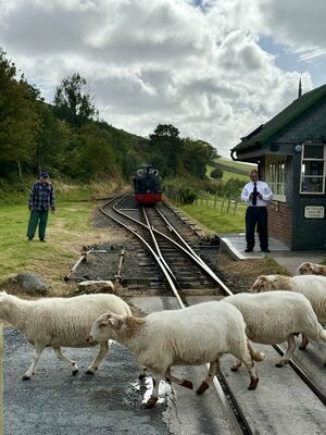 Brynglas - Sheep Crossing - callmeflick.jpg